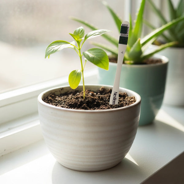 NexTemp disposable thermometer placed in a plant pot beside a growing seedling