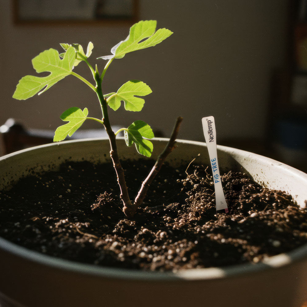 A small indoor fig plant with a NexTemp strip thermometer used as a plant marker in the soil.